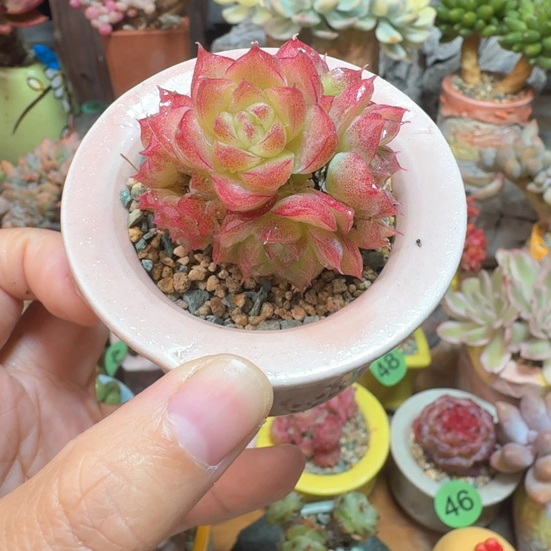 超级潘多拉女王 多肉含盆土 一物一拍