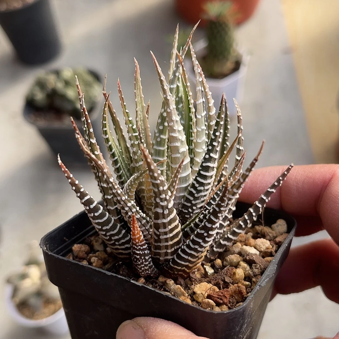 条纹十二卷锦一物一拍