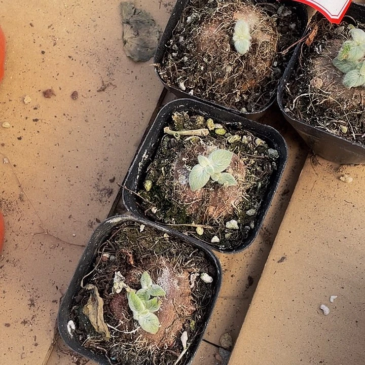 断崖女王带盆土发