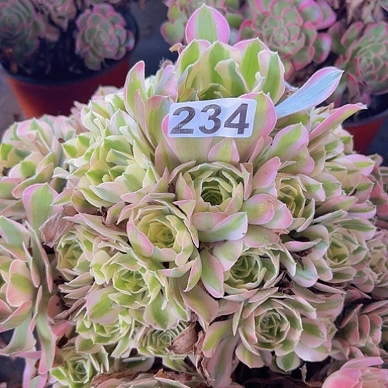 缘***景多肉植物一个女巫