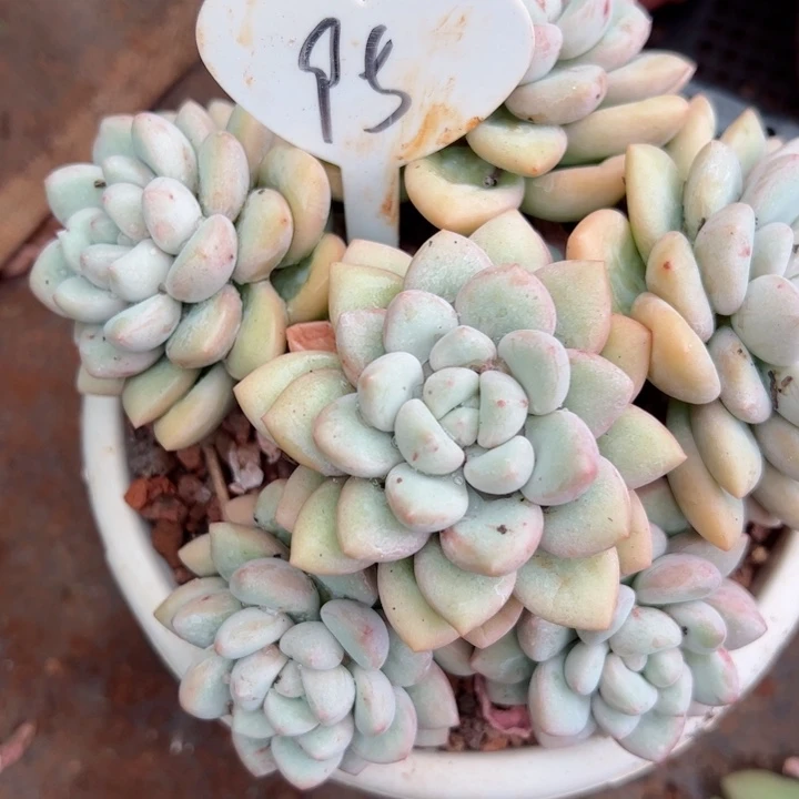 95泡泡平平安安健健康康