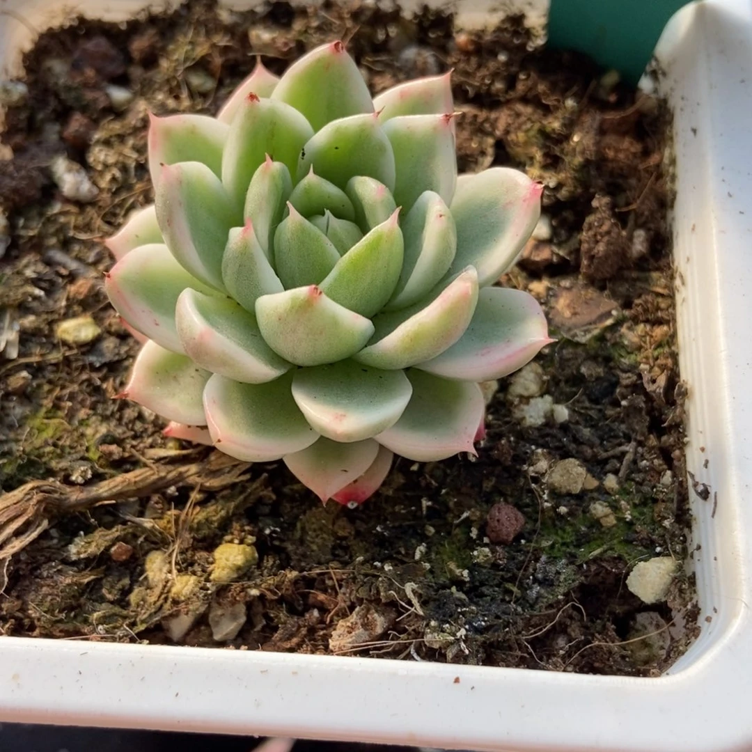 809蝴蝶飞锦多肉植物