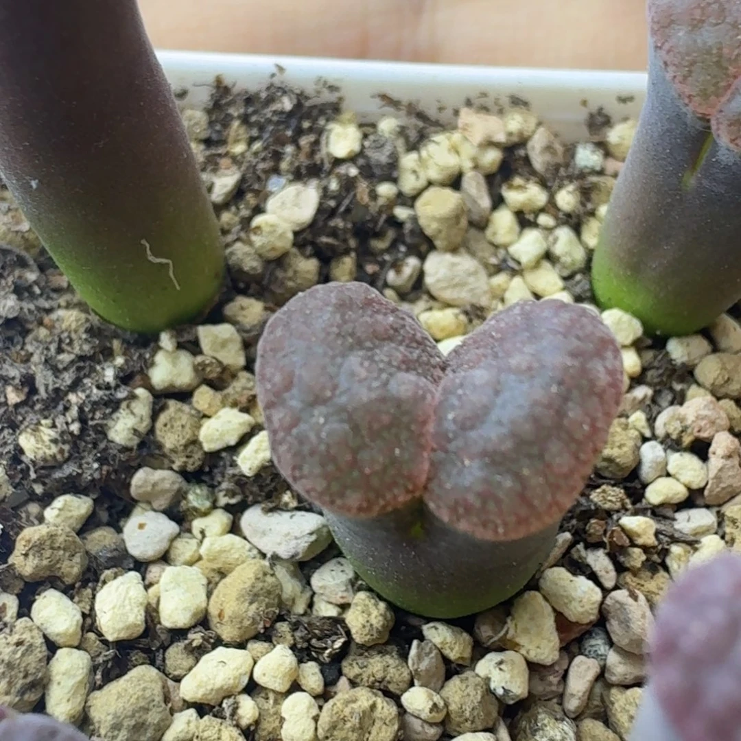 70号单头雪花窗风铃一物一拍