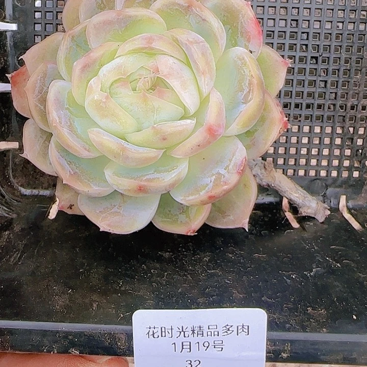 花时光精品多肉32