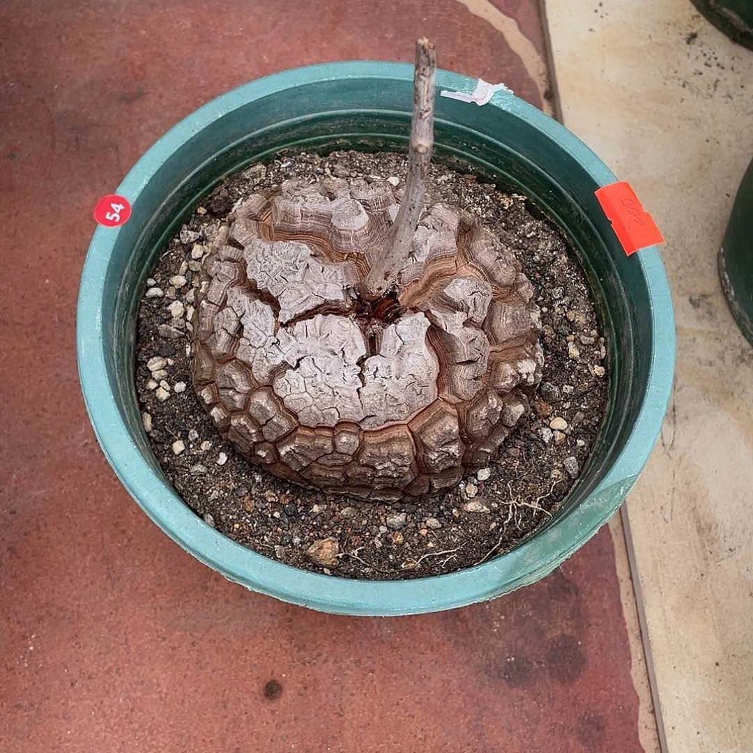 小**?54号龟甲龙不退不换