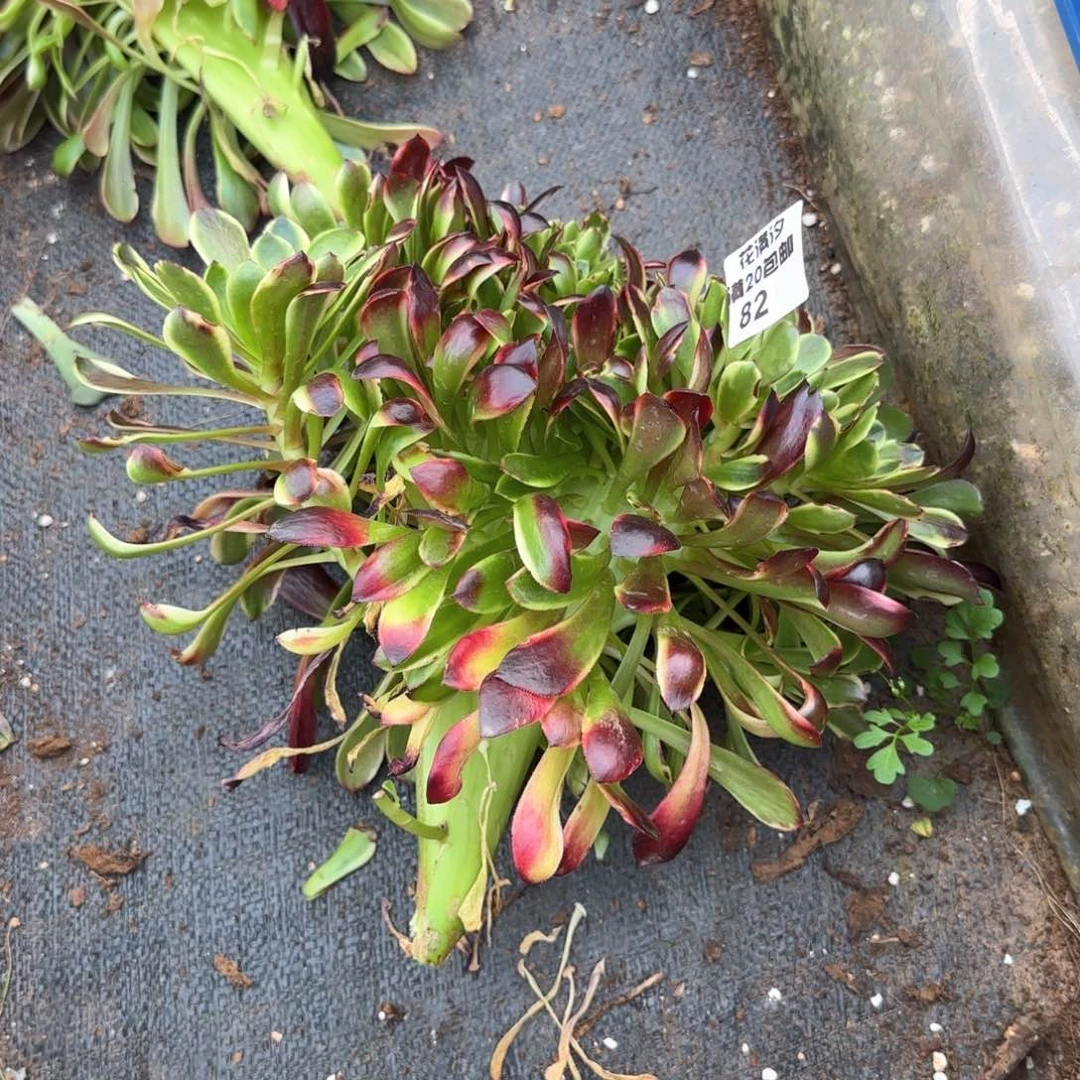 欧嘉莉缀多肉植物82