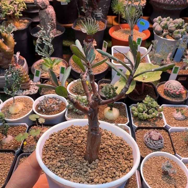 瓶干厚墩菊087 仙人球