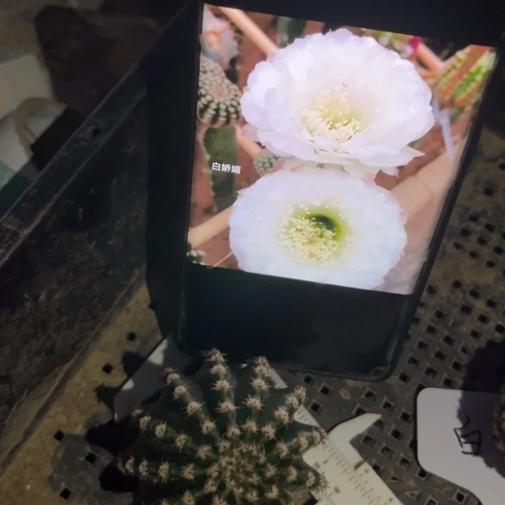 白娇媚无根6cm一个