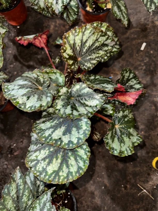 【惠林春】香雪秋海棠办公室植物