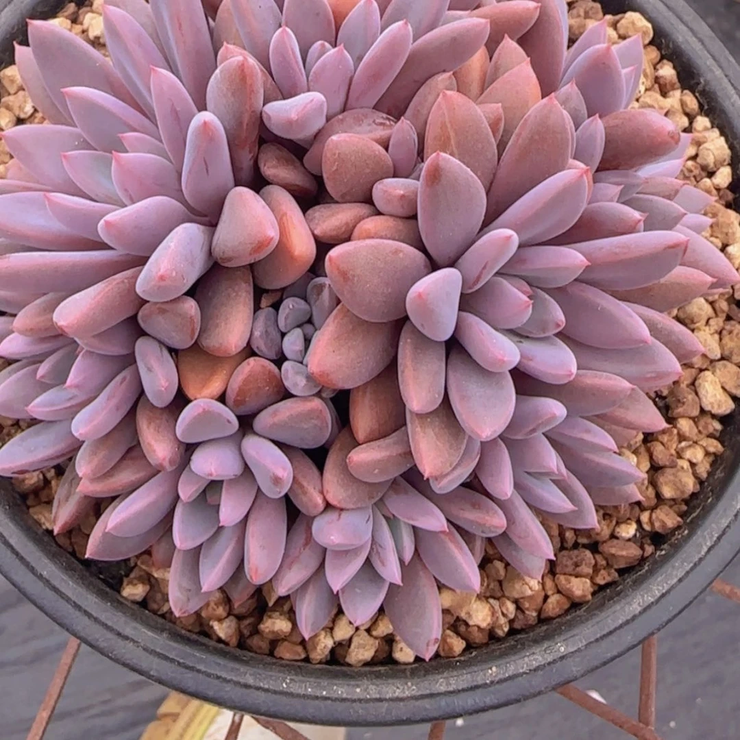 【闪购商品】银皇后39.9