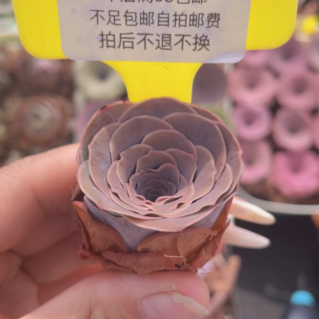 山地玫瑰639满38包邮裸根发货