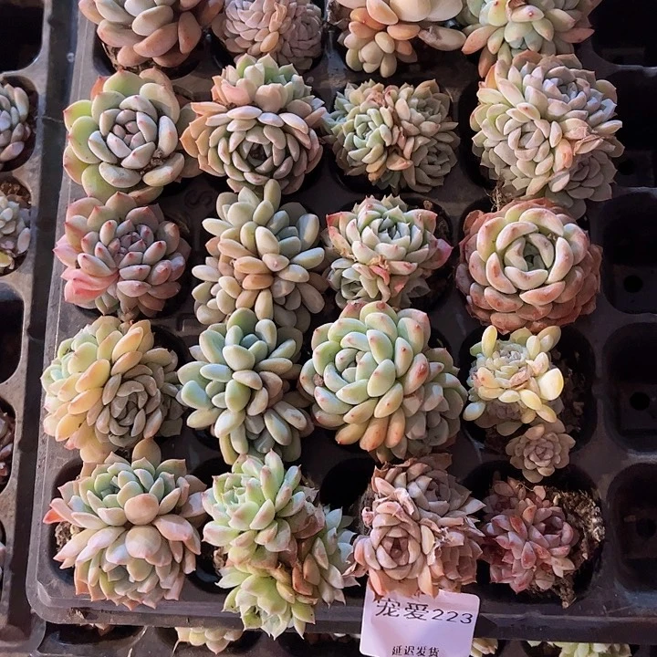 直播福利一物一拍223