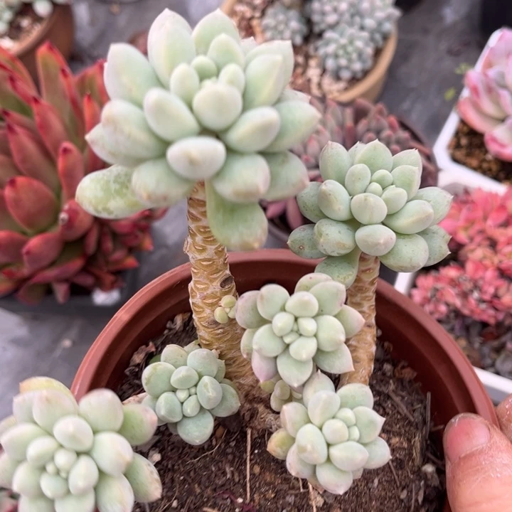 小叶奶糖23123多肉植物