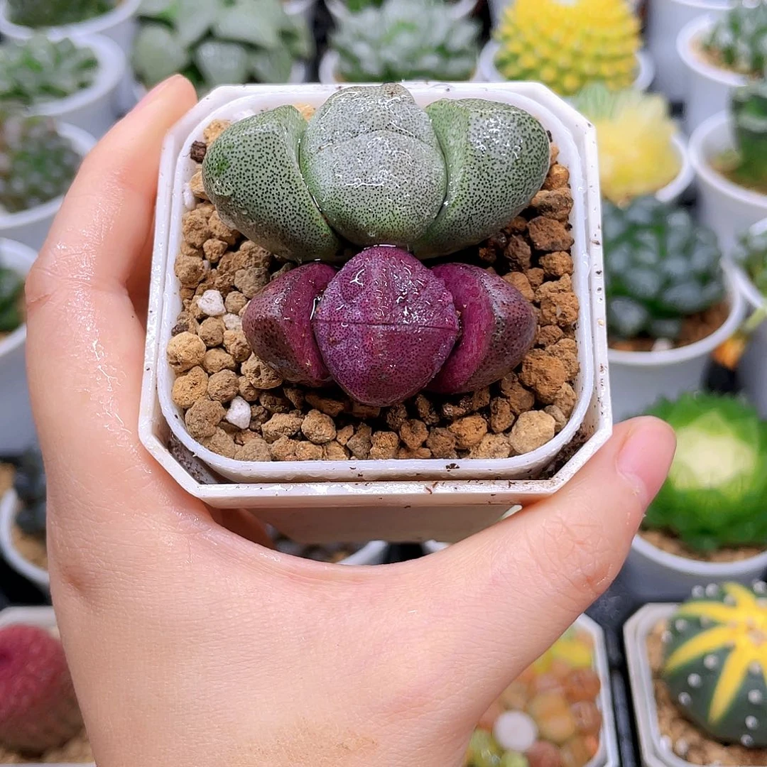 双元宝多肉，白盆