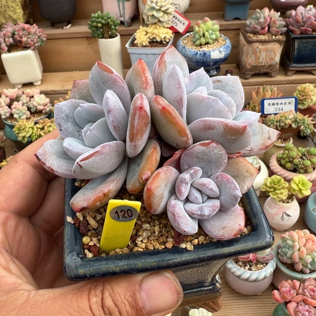 120号奶茶3头老桩无砍