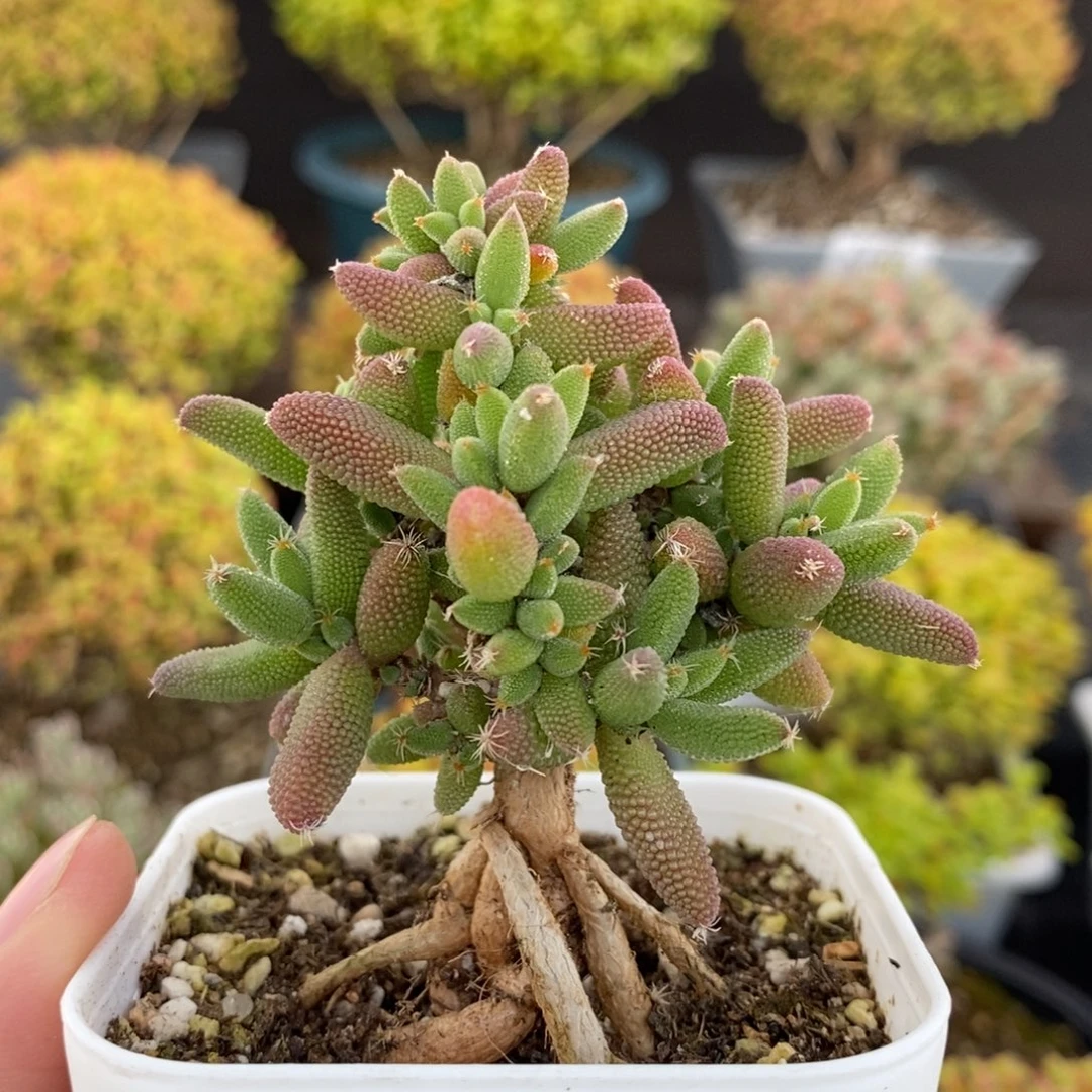 1464实生提根玉米 。