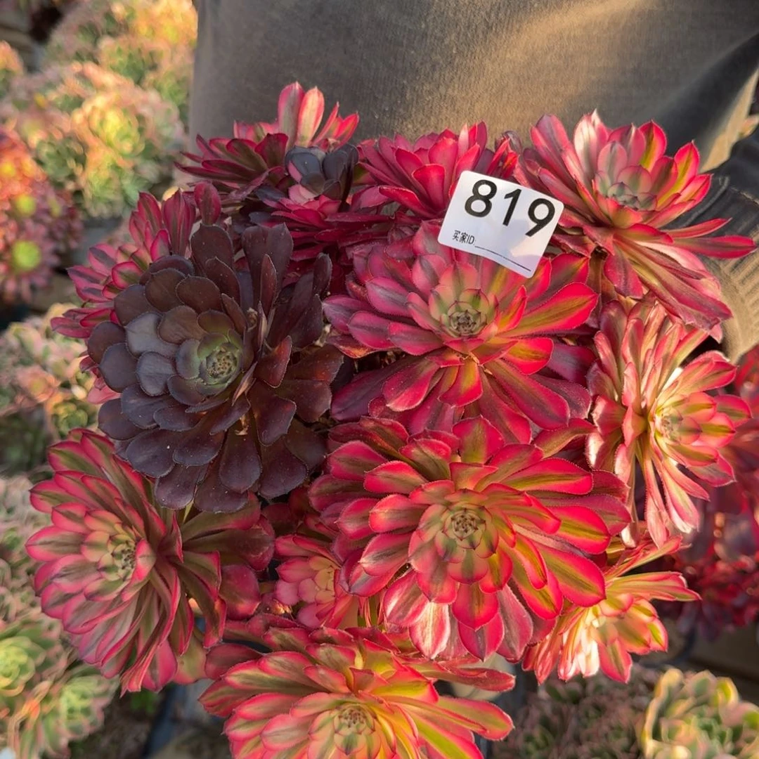 819月婵多肉植物