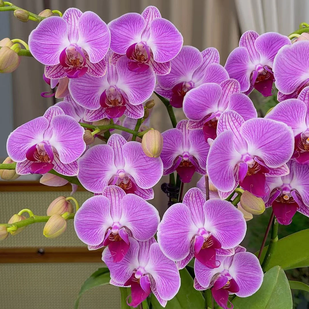 蝴蝶兰《缤纷安妮》双花剑 带花 种植基地直发非常好养