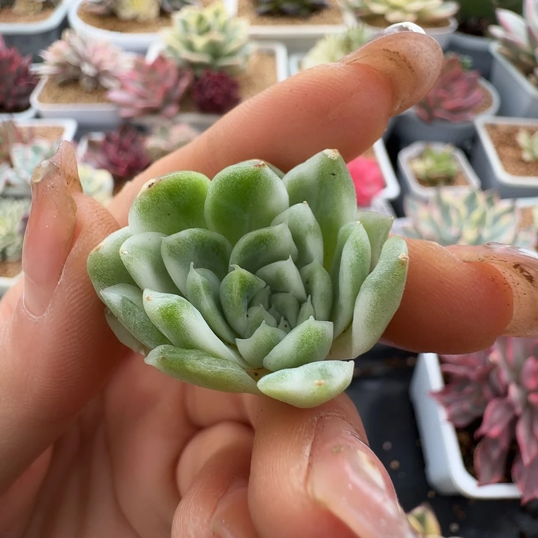 福利麦秆锦侧芽一物一拍