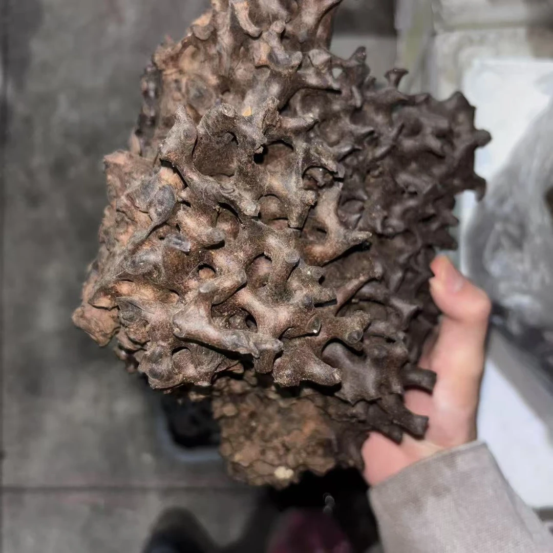 【边陲之乡】蚂蚁窝云南高山优质滋补山货农产品