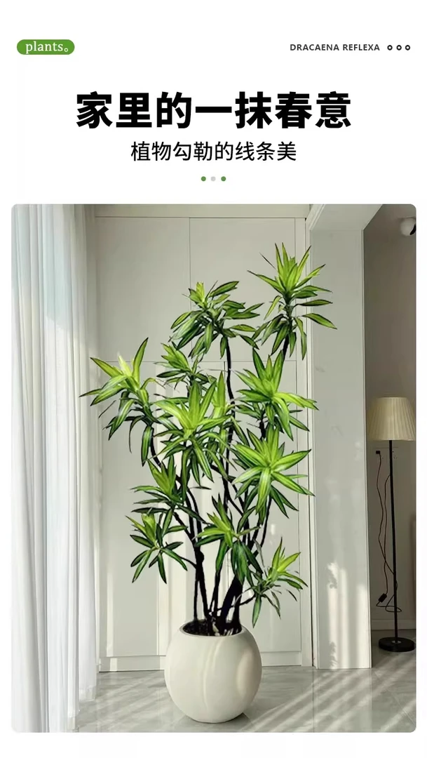 金心百合竹一物一拍大型老桩室内客厅绿植好养且净化空气