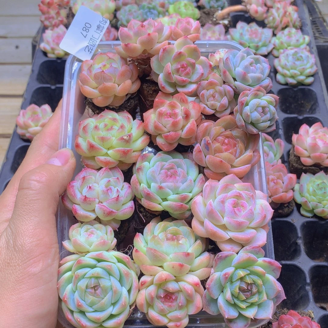 我要去看你了啊087