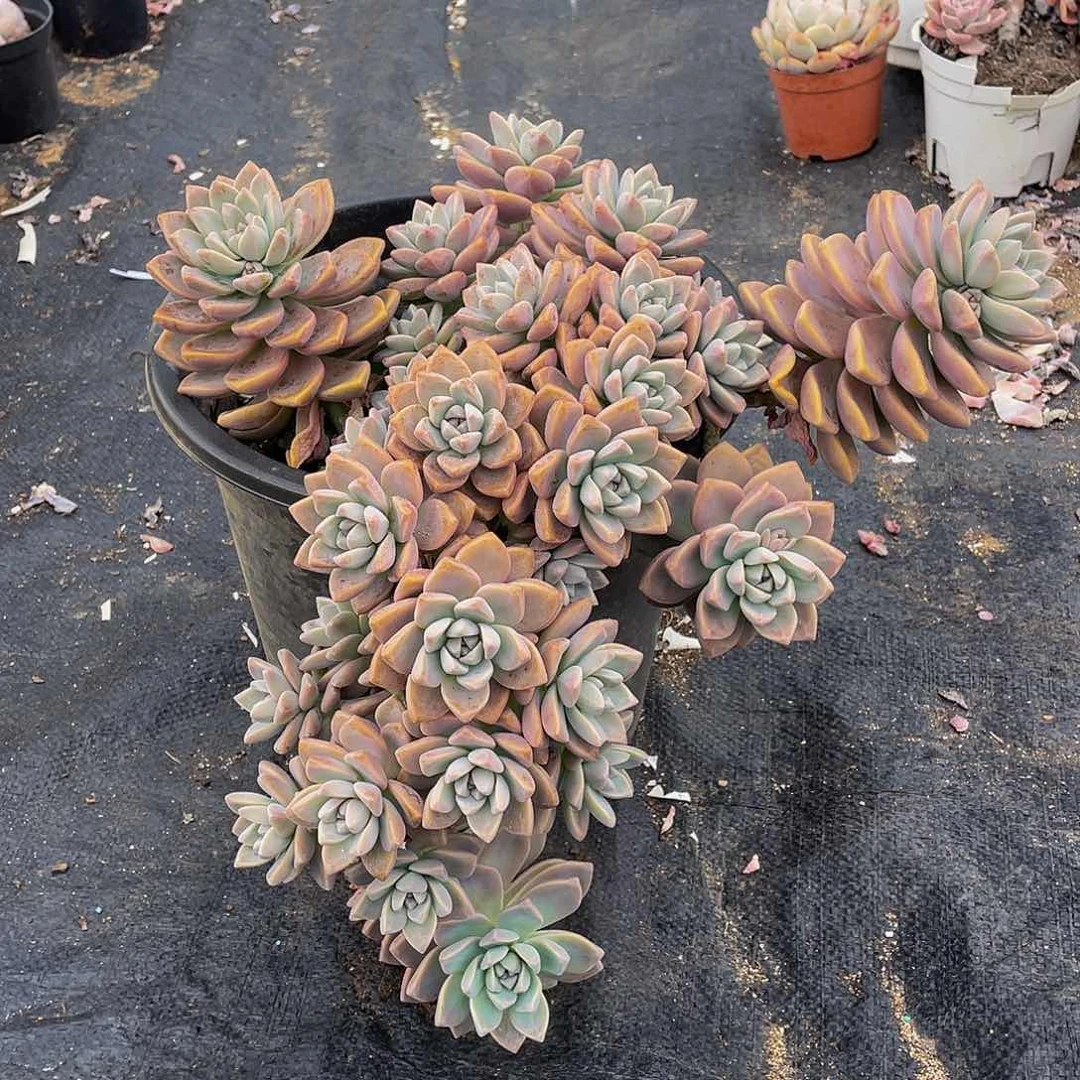 幸***点淡雪多肉植物