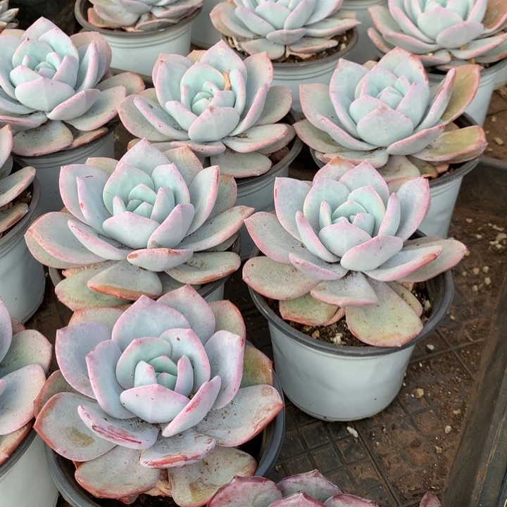 韩版奶茶8.88两单包邮