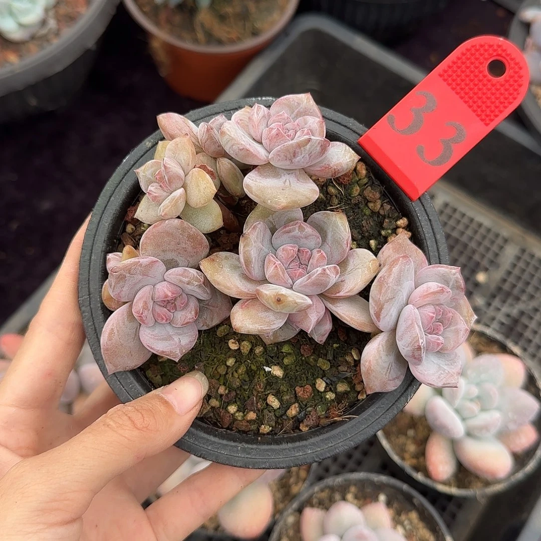 星影6头有砍一物一拍33