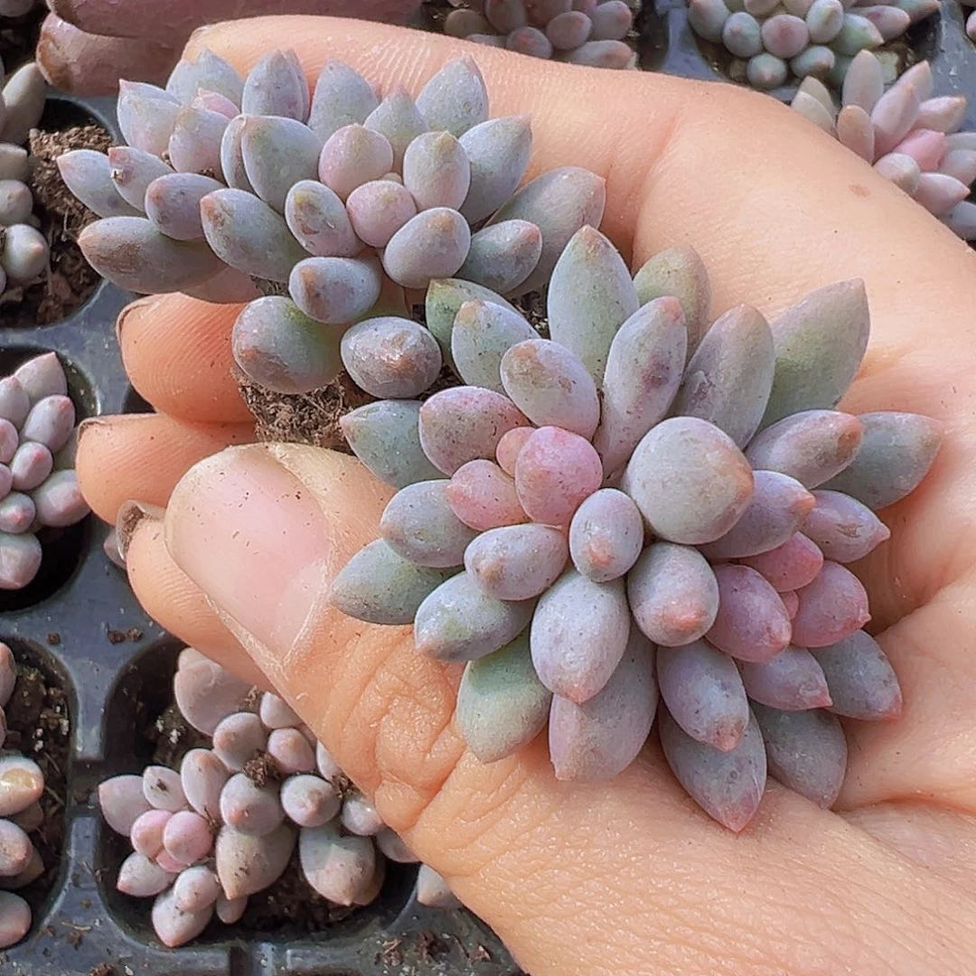 双头蓝舌美人苗3颗多肉