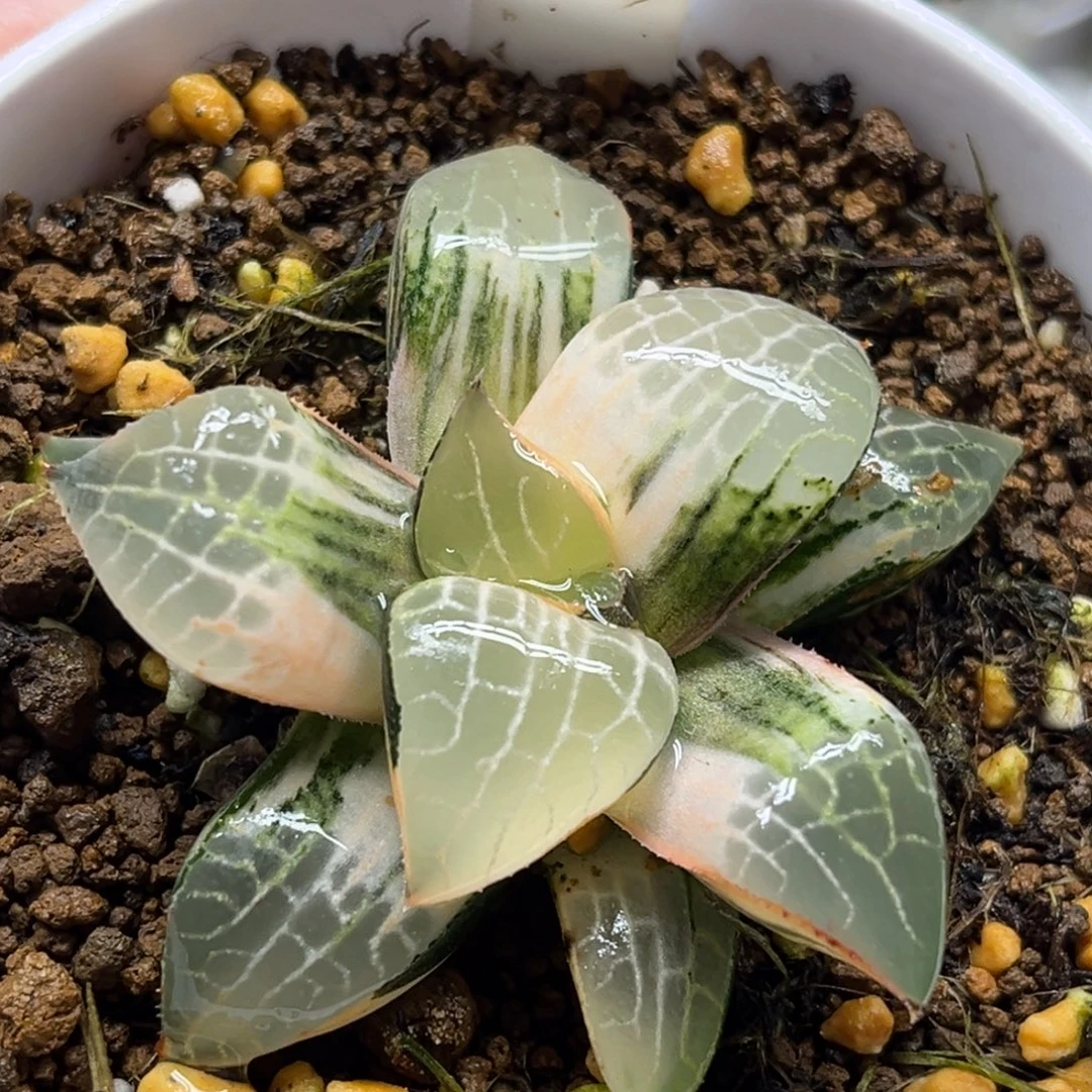 201水晶康平锦福利专场