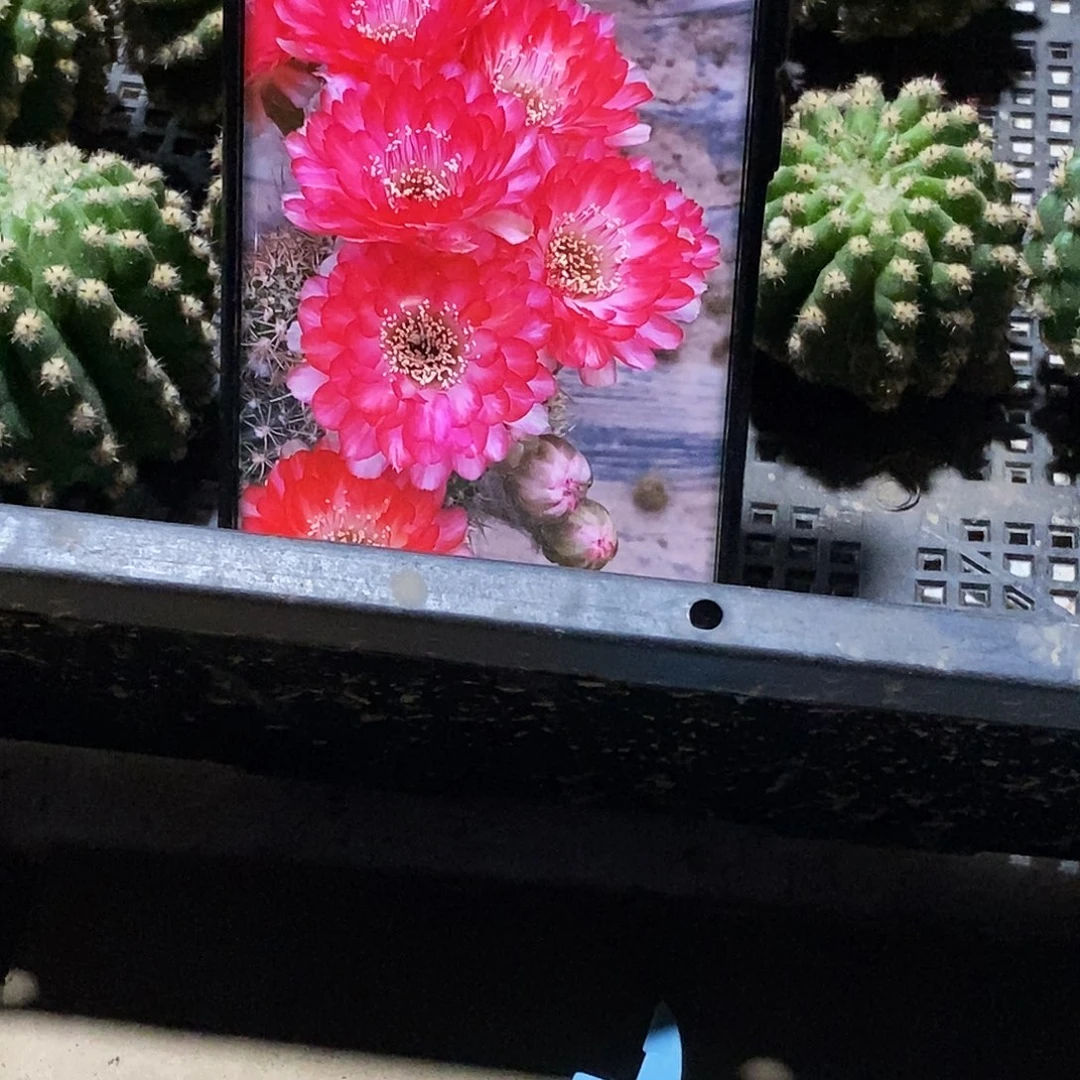丽世界小姐侧芽歪20包邮/4公分左右
