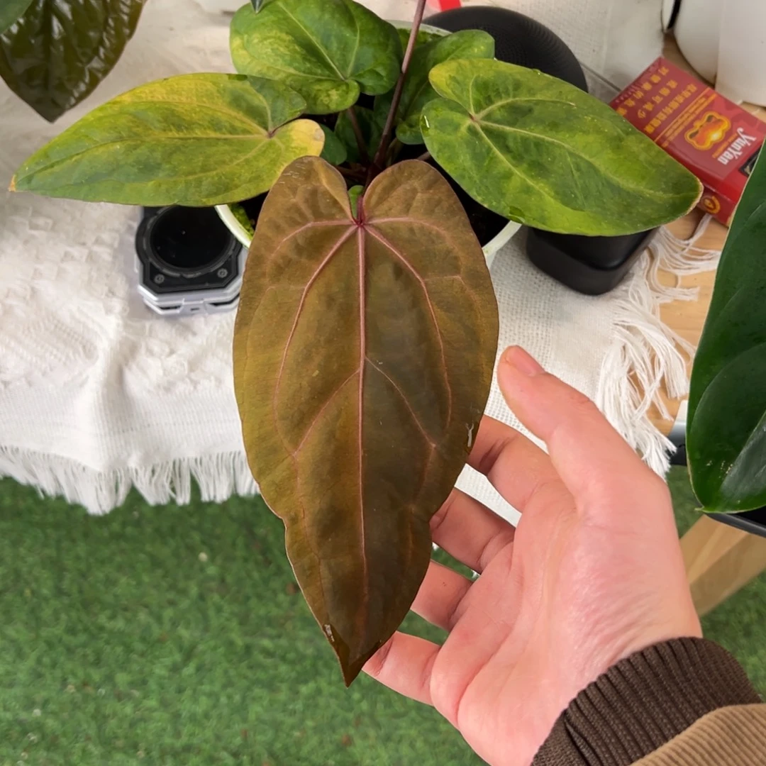 完全开放黑凤凰锦