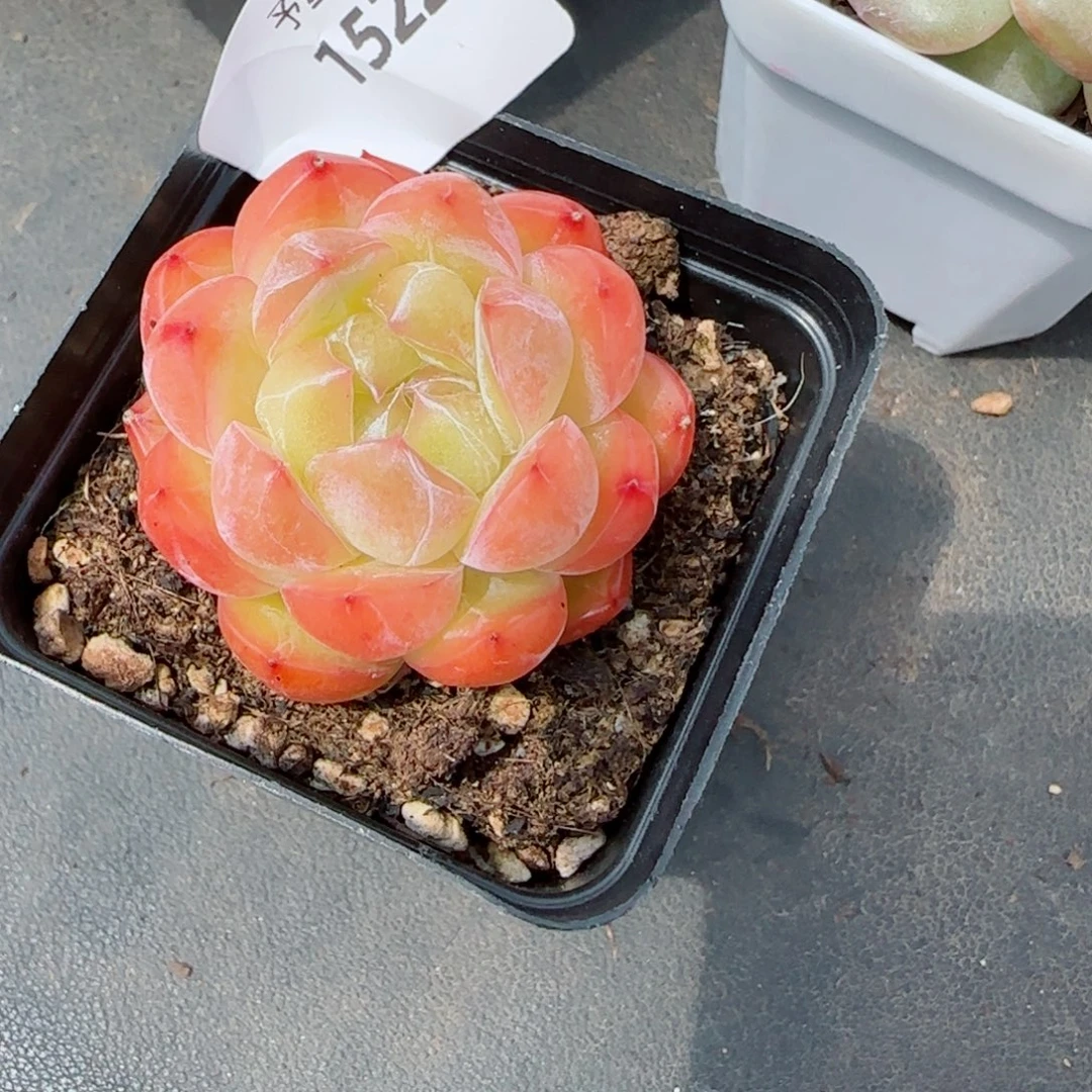 月牙珍妮，1522多肉植物