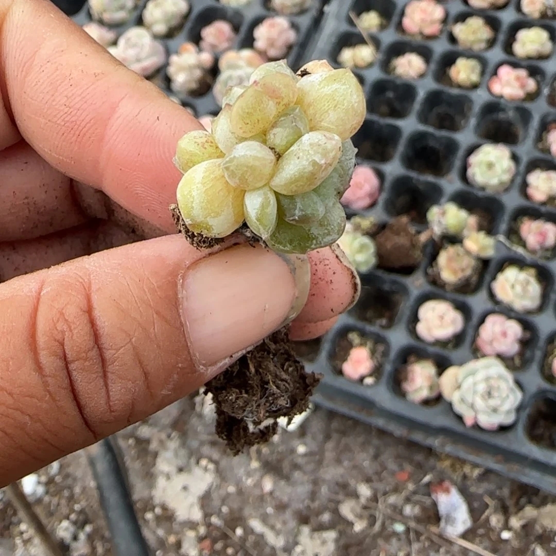 多肉小卡拉米糖心一物一拍