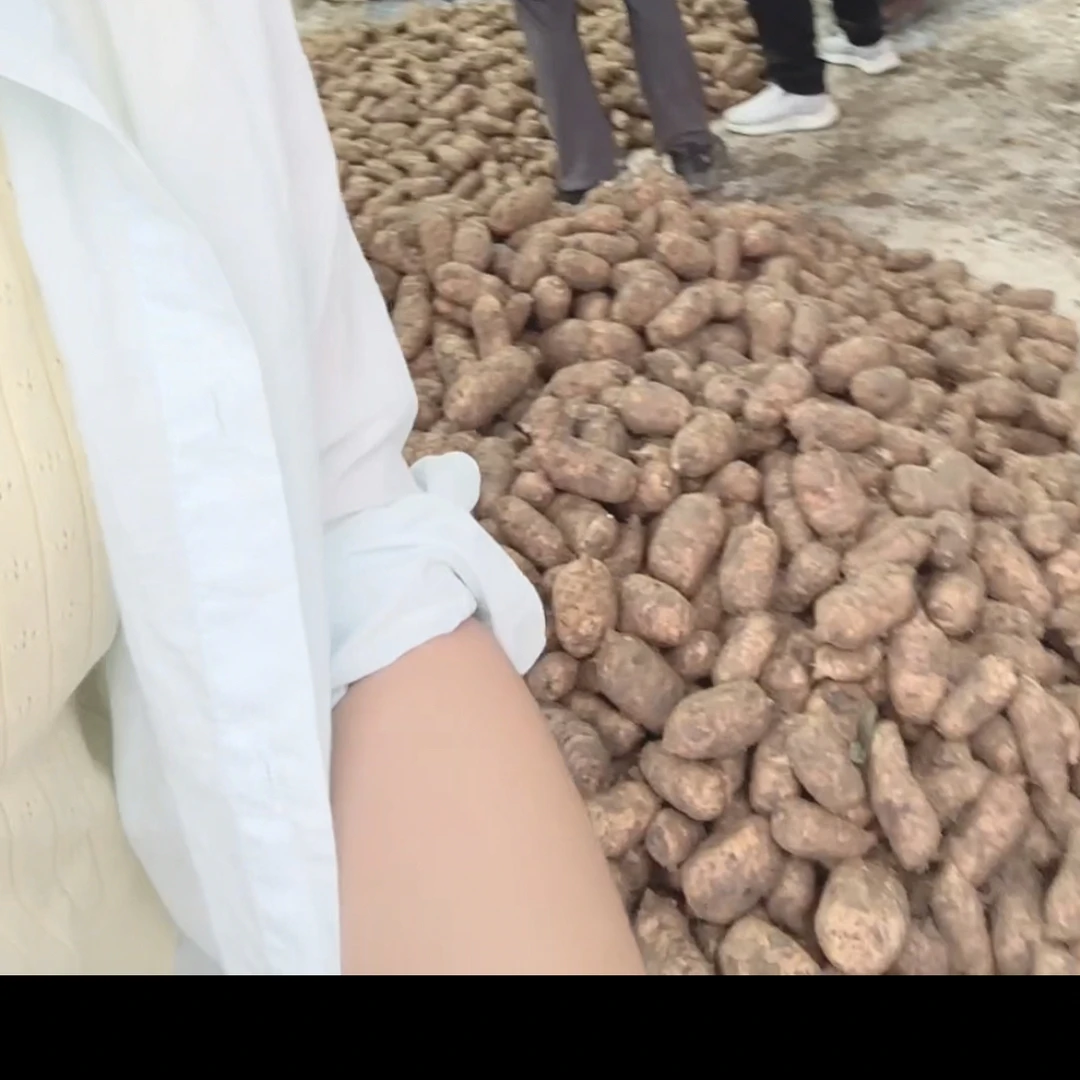 昭通彝良县小草坝乌天麻