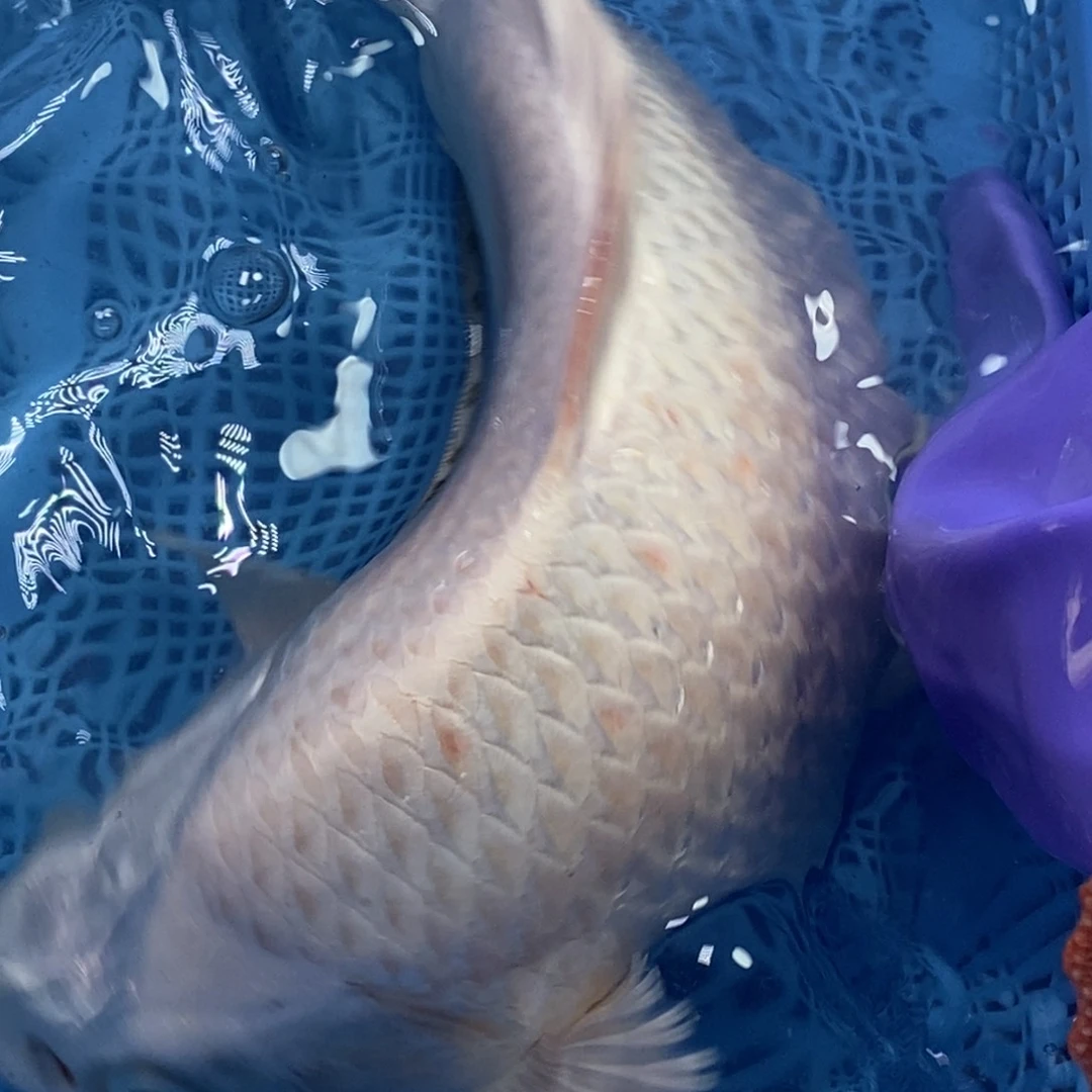 锦鲤冷水锦鲤包邮