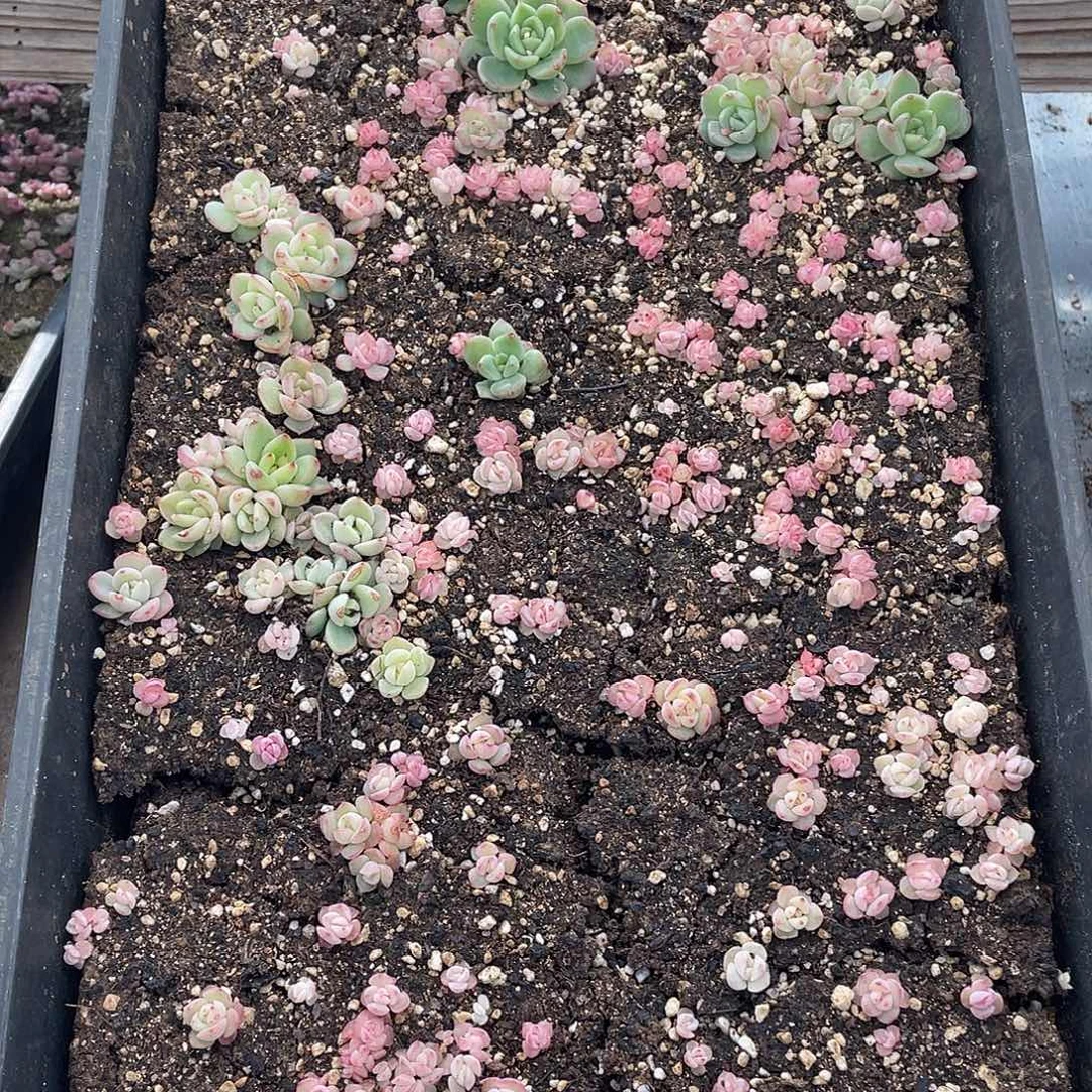 雲糖心多肉植物123