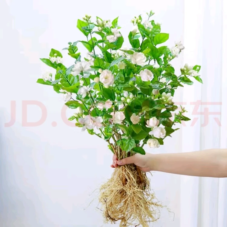 茉莉花水培植物盆栽带花苞办公室桌面好养懒人室内鲜花绿植