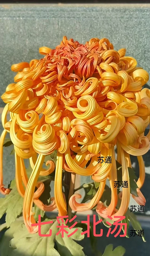 七彩北汤菊花苗九月大菊盆栽原盆原土发货室内阳台好养护耐寒耐热
