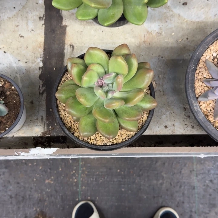 X系列美人新品 一物一拍