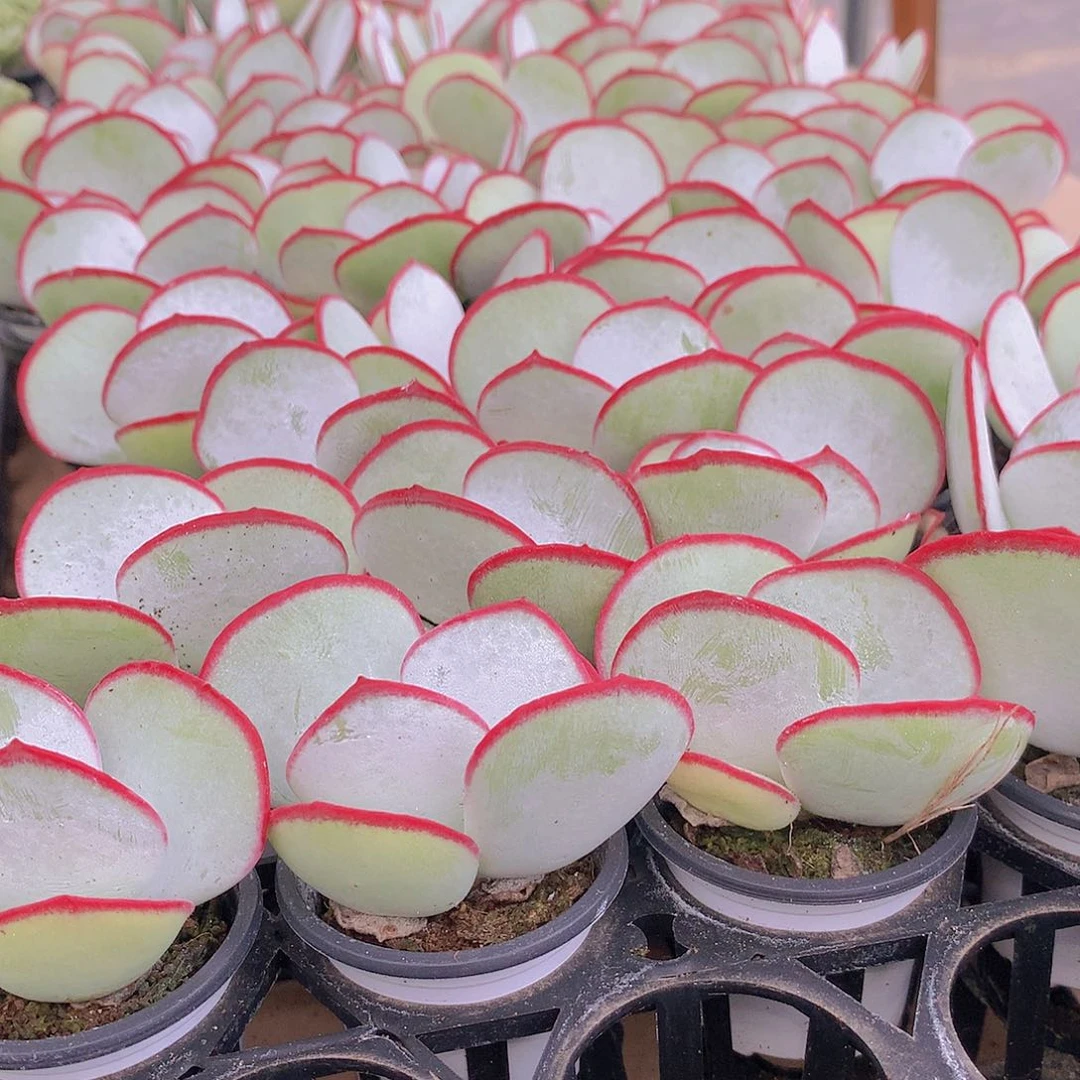 两颗白眉34577889999