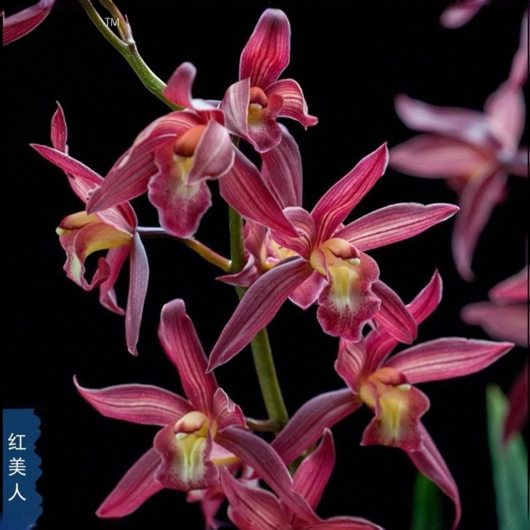 【西施红美人1-2只花】浓香型兰花室内外好养四季开花高端绿植