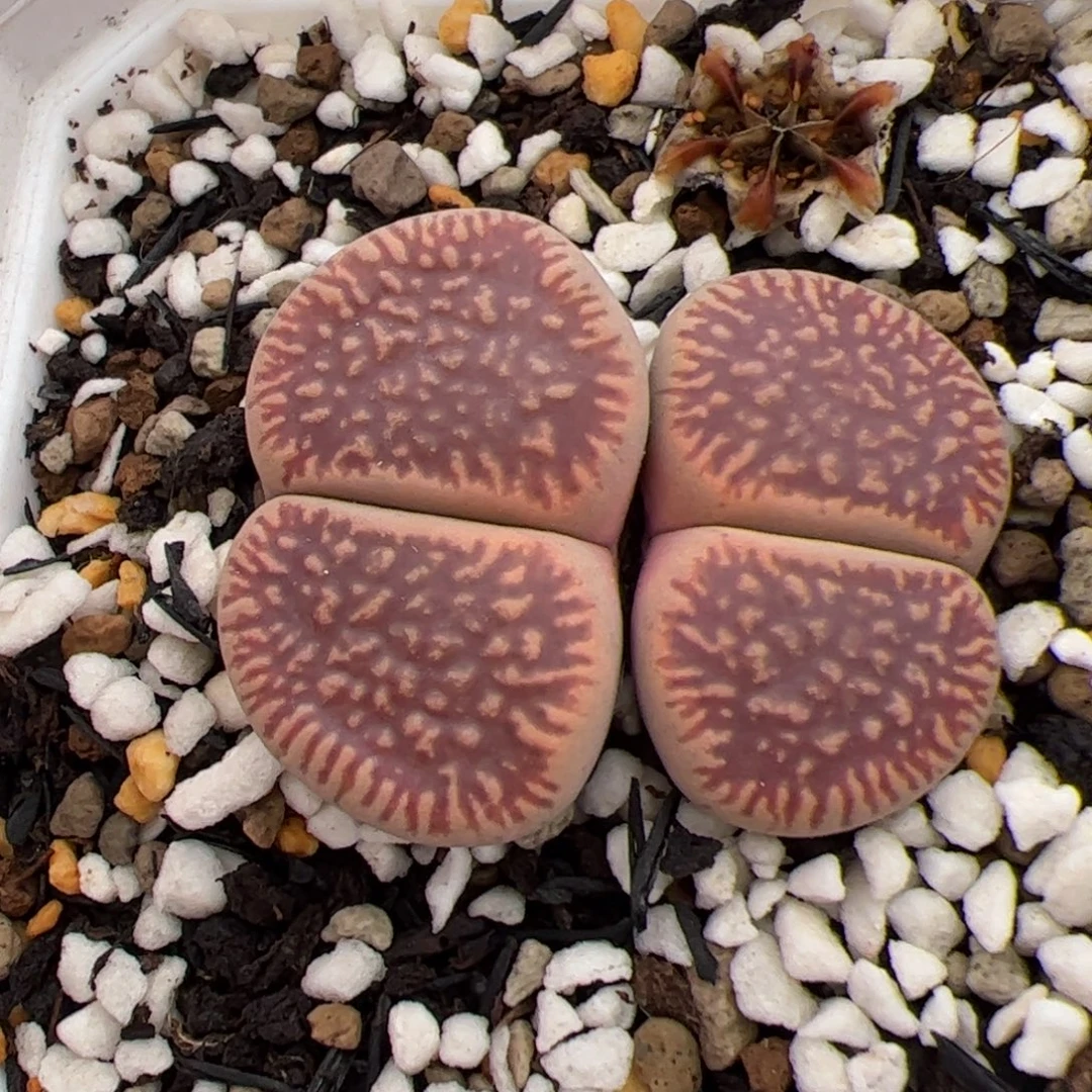 0469号红光阳 多肉植物