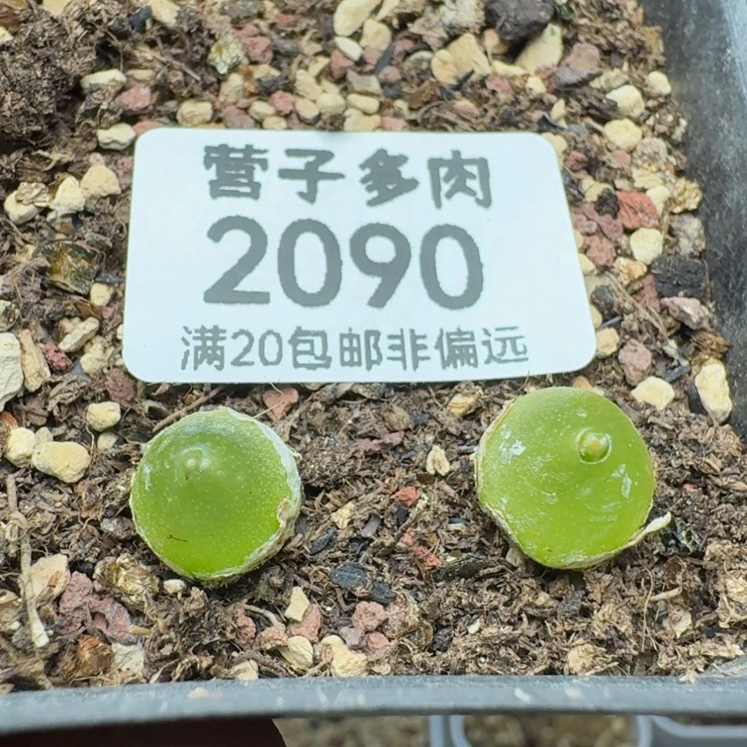 哈墨。      两颗。