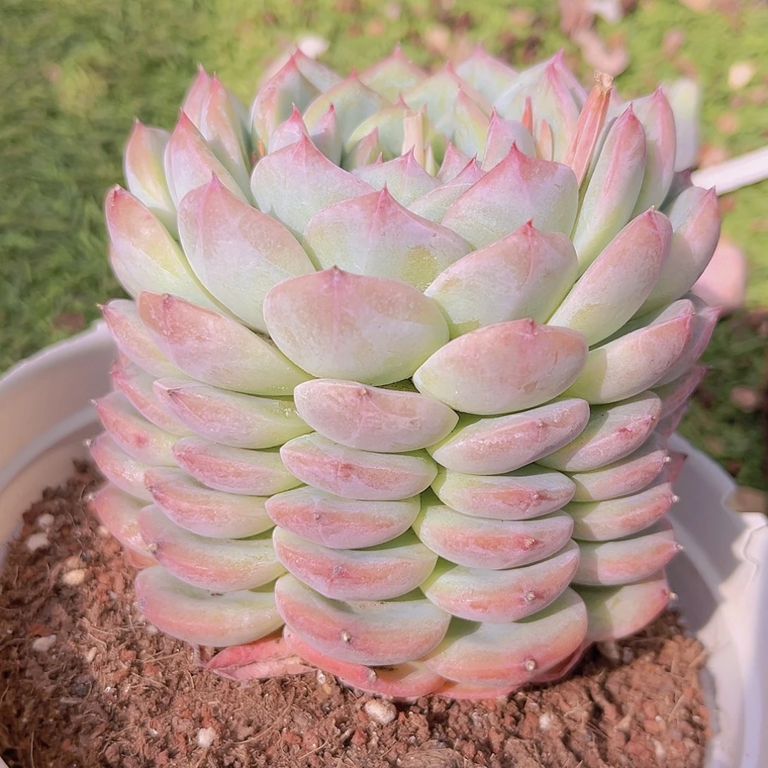 寂寞899899999998898