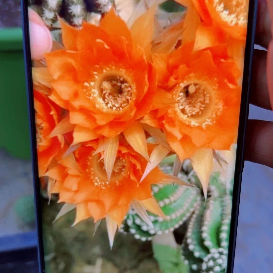 下13金刚28 歪无根侧芽4公分左右20包邮