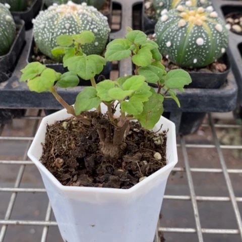 延命草块根6仙人球