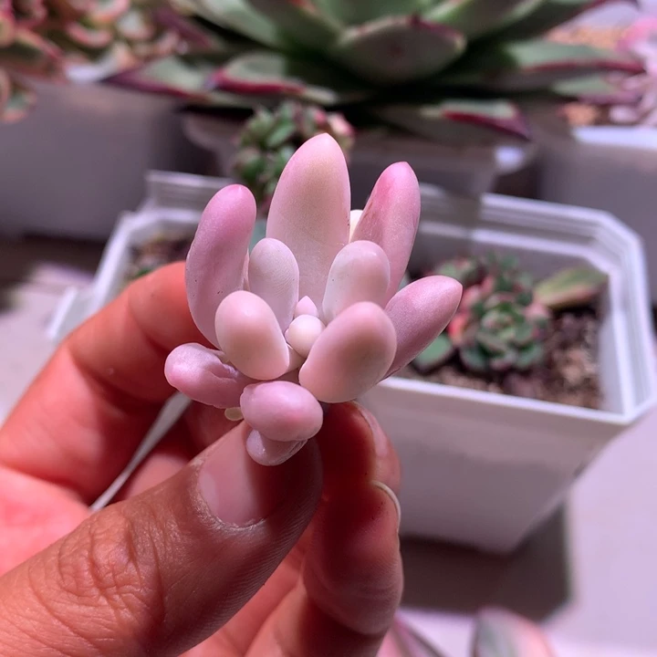 红手指腹轮锦可嫁接