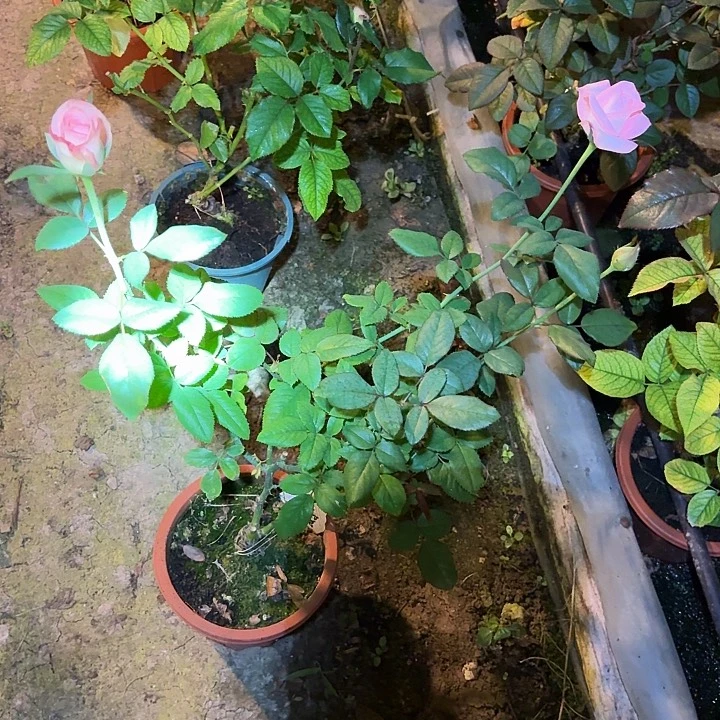 无花朵多情玫瑰中苗